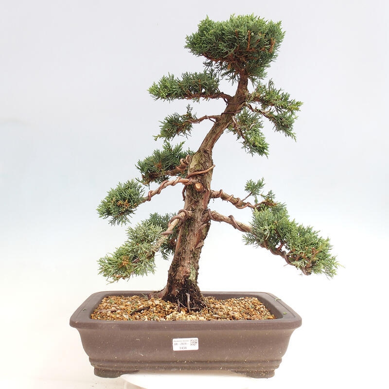 Outdoor bonsai - Juniperus chinensis Kishu - Chinese juniper