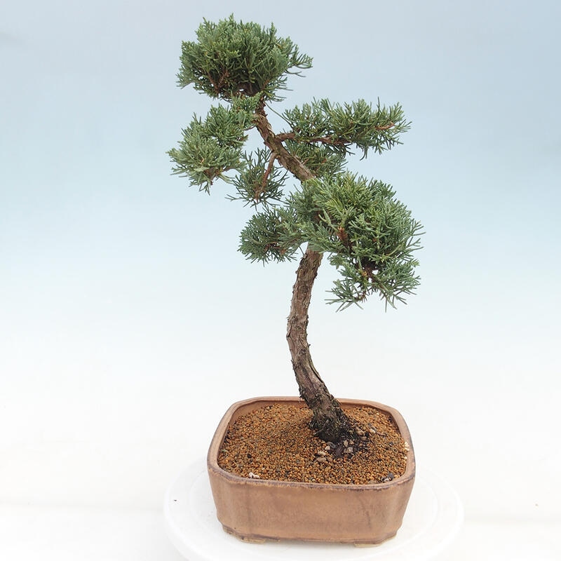 Outdoor bonsai - Juniperus chinensis Kishu - Chinese juniper