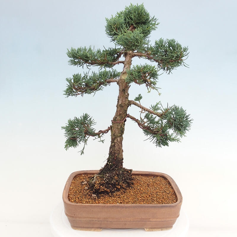 Outdoor bonsai - Juniperus chinensis Kishu - Chinese juniper