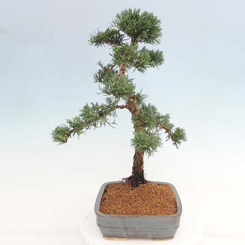 Outdoor bonsai - Juniperus chinensis Kishu - Chinese juniper