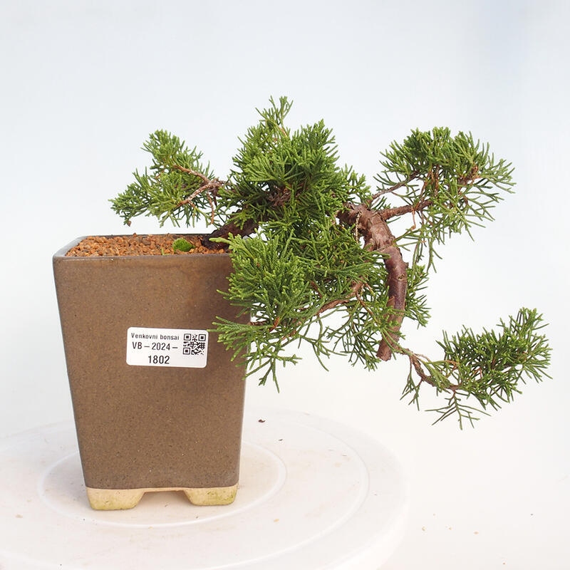 Outdoor bonsai - Juniperus chinensis Kishu - Chinese juniper