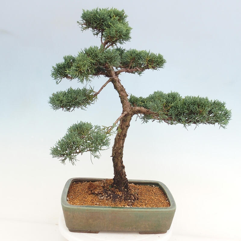 Outdoor bonsai - Juniperus chinensis Kishu - Chinese juniper