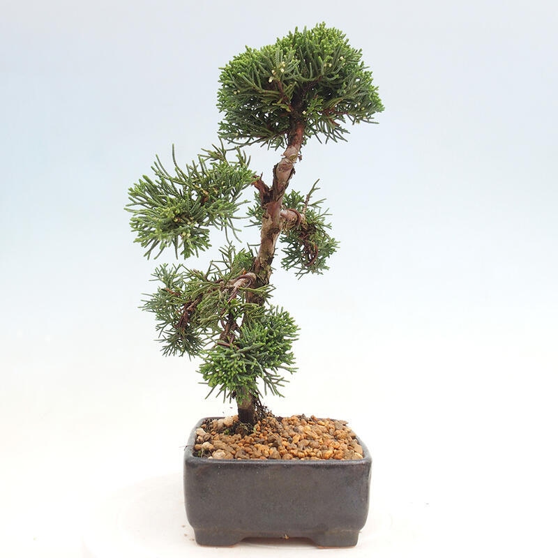 Outdoor bonsai - Juniperus chinensis Kishu - Chinese juniper