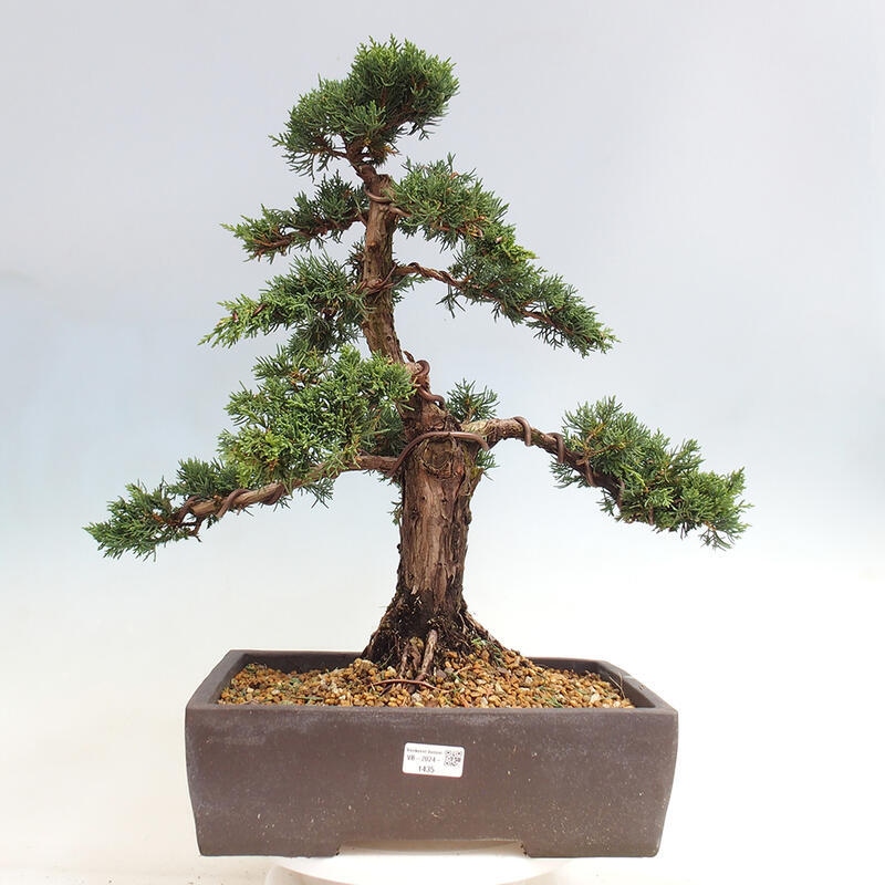 Outdoor bonsai - Juniperus chinensis Kishu - Chinese juniper