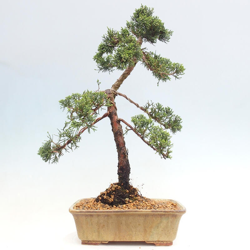 Outdoor bonsai - Juniperus chinensis Kishu - Chinese juniper