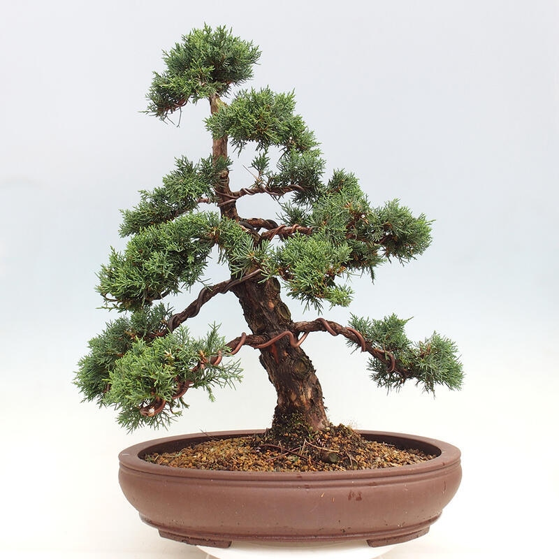 Outdoor bonsai - Juniperus chinensis Kishu - Chinese juniper