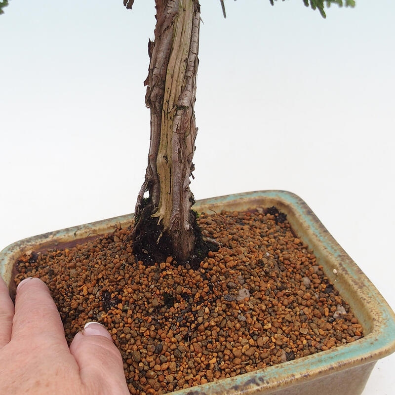 Outdoor bonsai - Juniperus chinensis Kishu - Chinese juniper