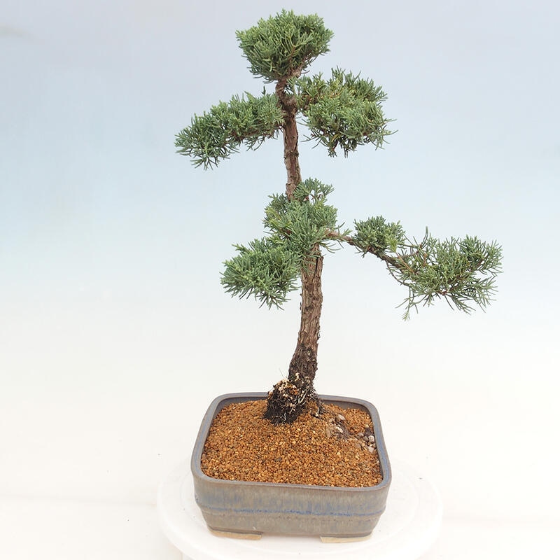 Outdoor bonsai - Juniperus chinensis Kishu - Chinese juniper