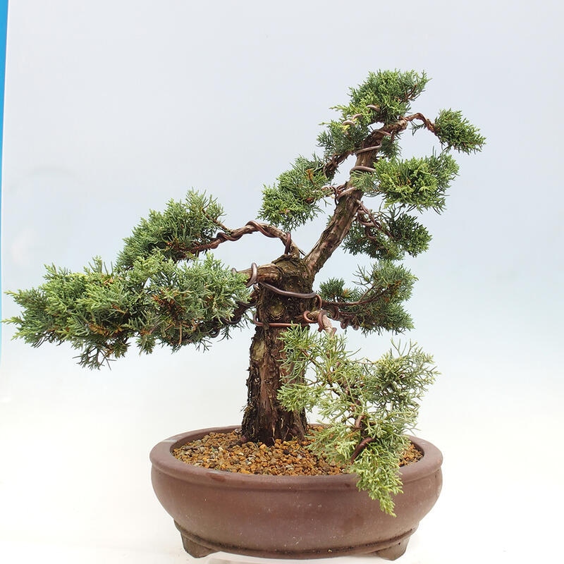 Outdoor bonsai - Juniperus chinensis Kishu - Chinese juniper