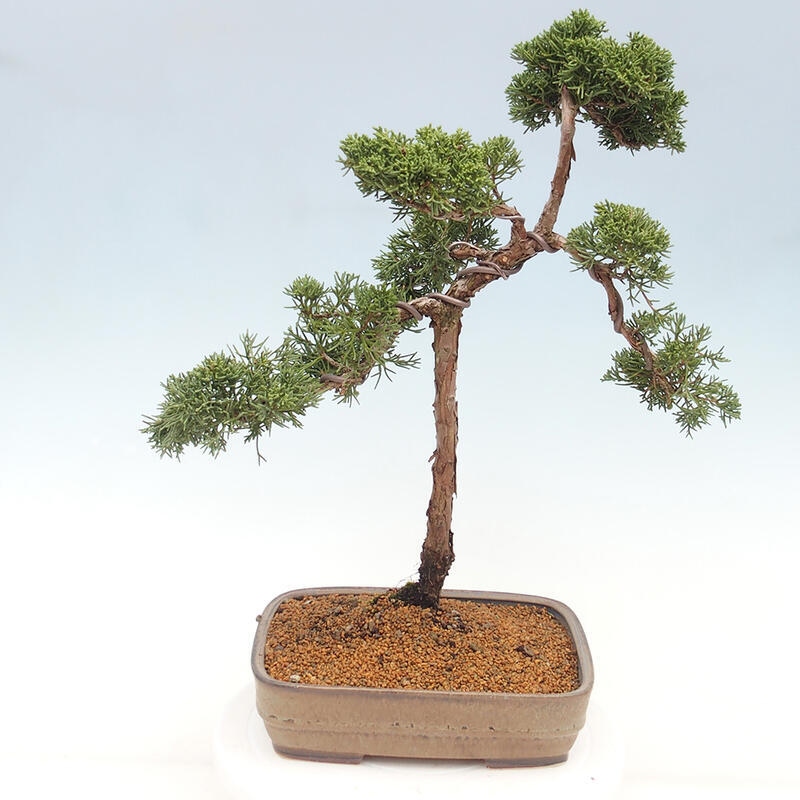 Outdoor bonsai - Juniperus chinensis Kishu - Chinese juniper