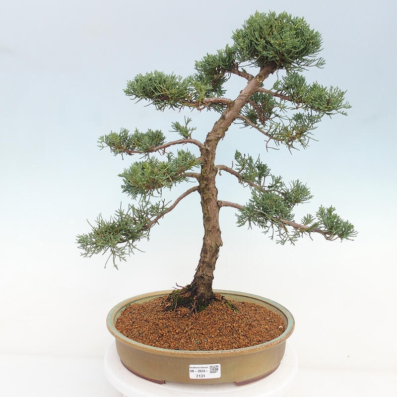 Outdoor bonsai - Juniperus chinensis Kishu - Chinese juniper