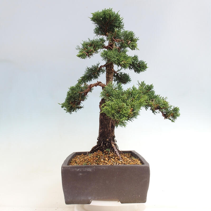 Outdoor bonsai - Juniperus chinensis Kishu - Chinese juniper