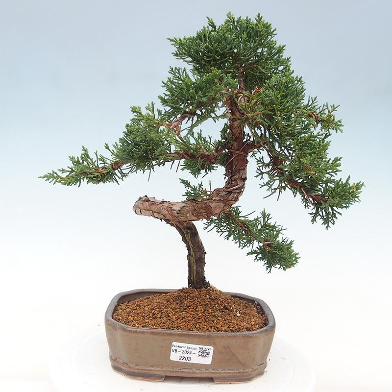 Outdoor bonsai - Juniperus chinensis Kishu - Chinese juniper