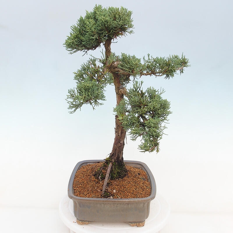 Outdoor bonsai - Juniperus chinensis Kishu - Chinese juniper