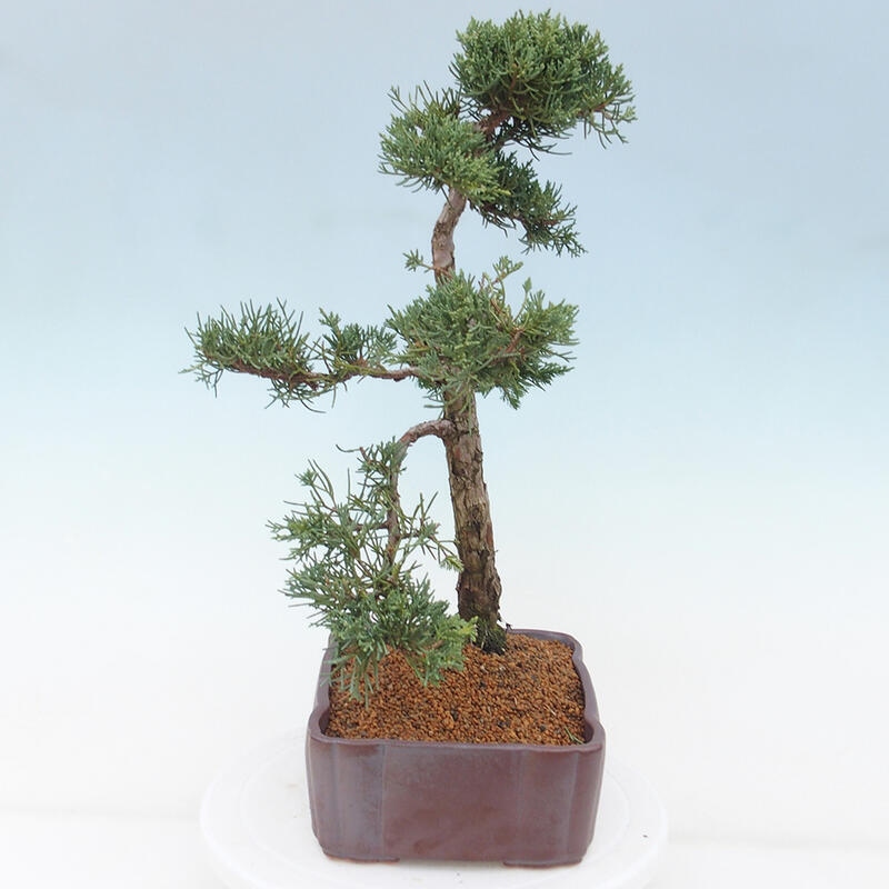 Outdoor bonsai - Juniperus chinensis Kishu - Chinese juniper