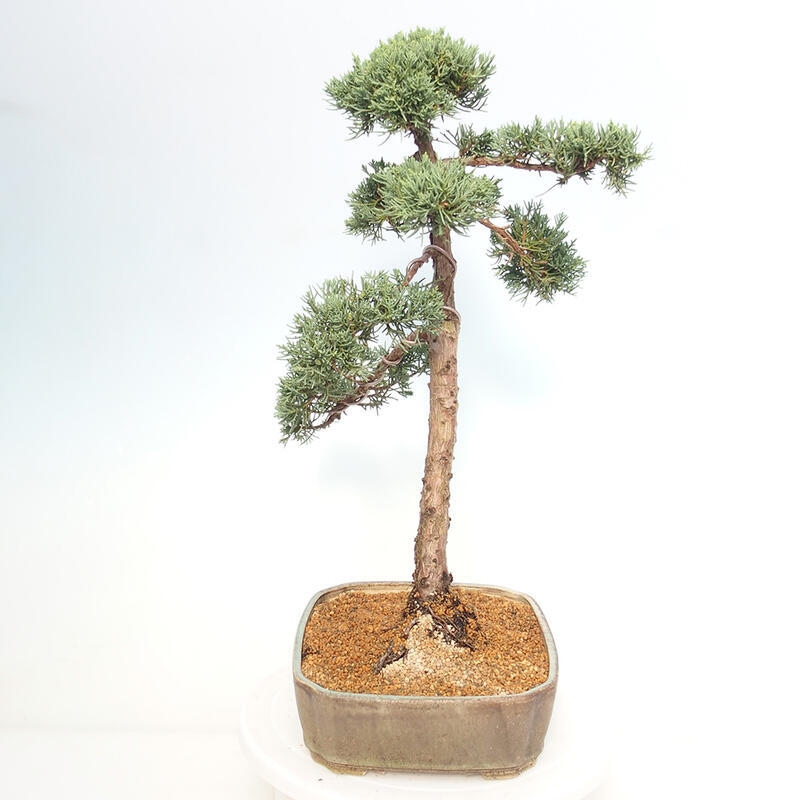 Outdoor bonsai - Juniperus chinensis Kishu - Chinese juniper