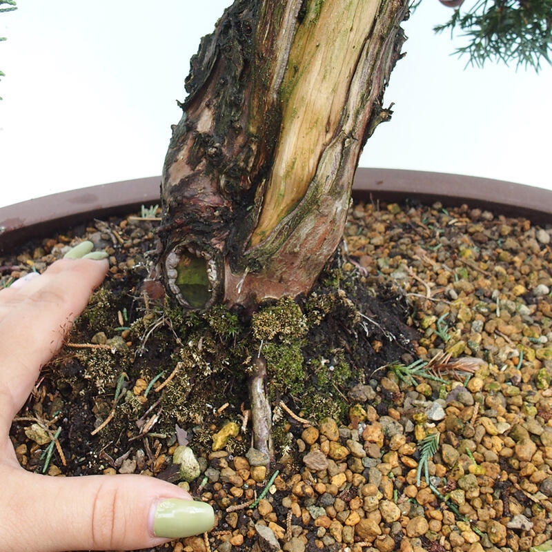 Outdoor bonsai - Juniperus chinensis Kishu - Chinese juniper