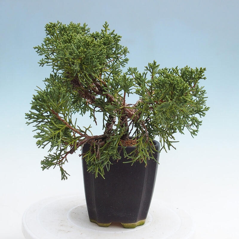 Outdoor bonsai - Juniperus chinensis Kishu - Chinese juniper