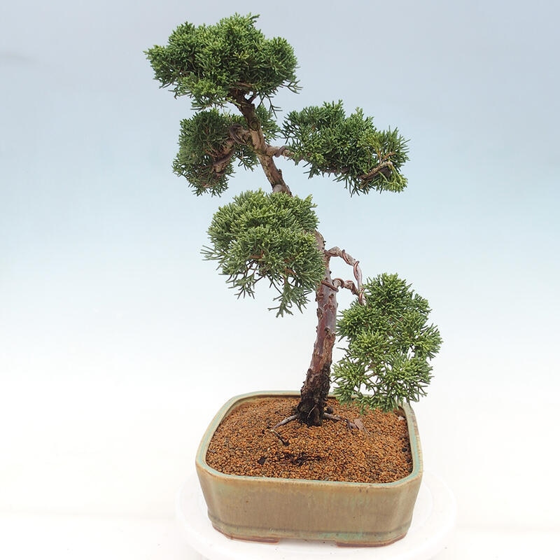 Outdoor bonsai - Juniperus chinensis Kishu - Chinese juniper