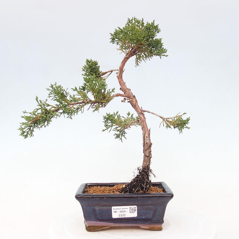 Outdoor bonsai - Juniperus chinensis Kishu - Chinese Juniper