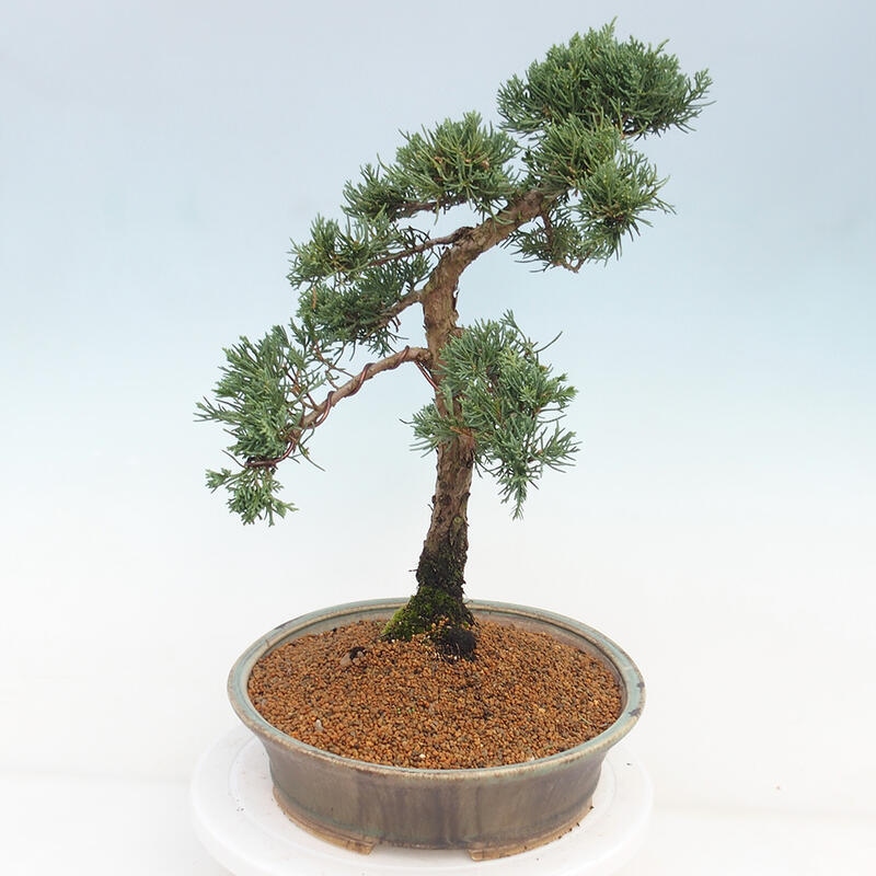 Outdoor bonsai - Juniperus chinensis Kishu - Chinese juniper