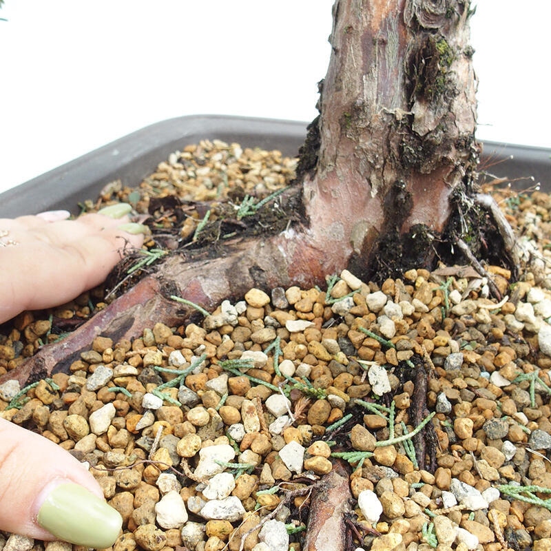 Outdoor bonsai - Juniperus chinensis Kishu - Chinese juniper