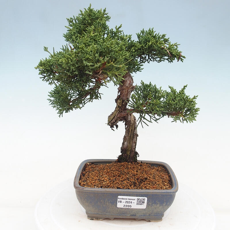 Outdoor bonsai - Juniperus chinensis Kishu - Chinese juniper