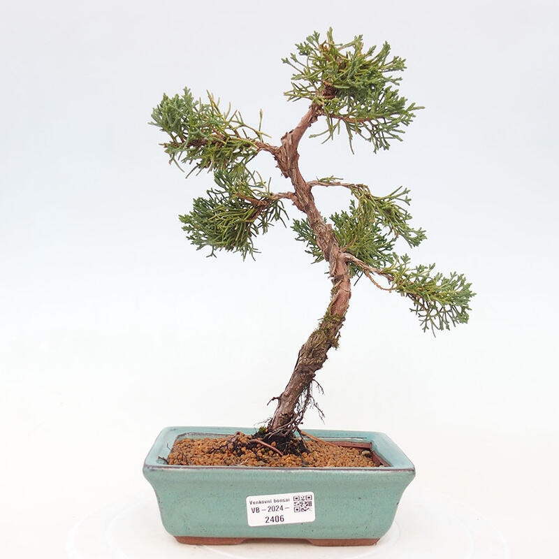 Outdoor bonsai - Juniperus chinensis Kishu - Chinese Juniper