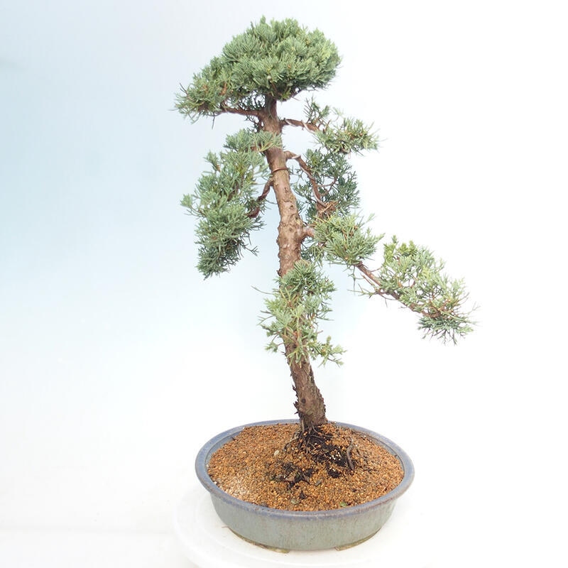 Outdoor bonsai - Juniperus chinensis Kishu - Chinese juniper