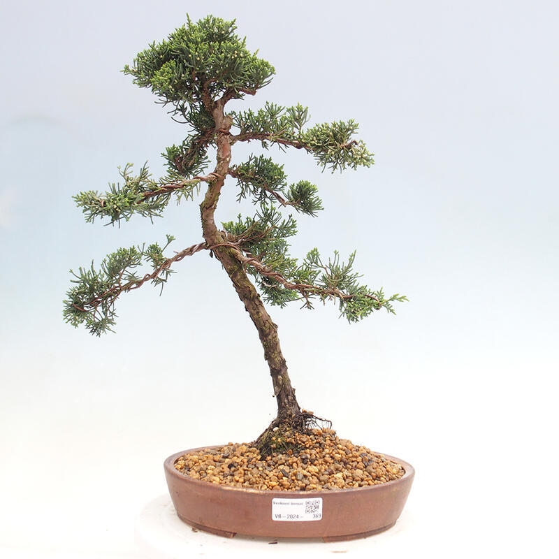 Outdoor bonsai - Juniperus chinensis Kishu - Chinese juniper