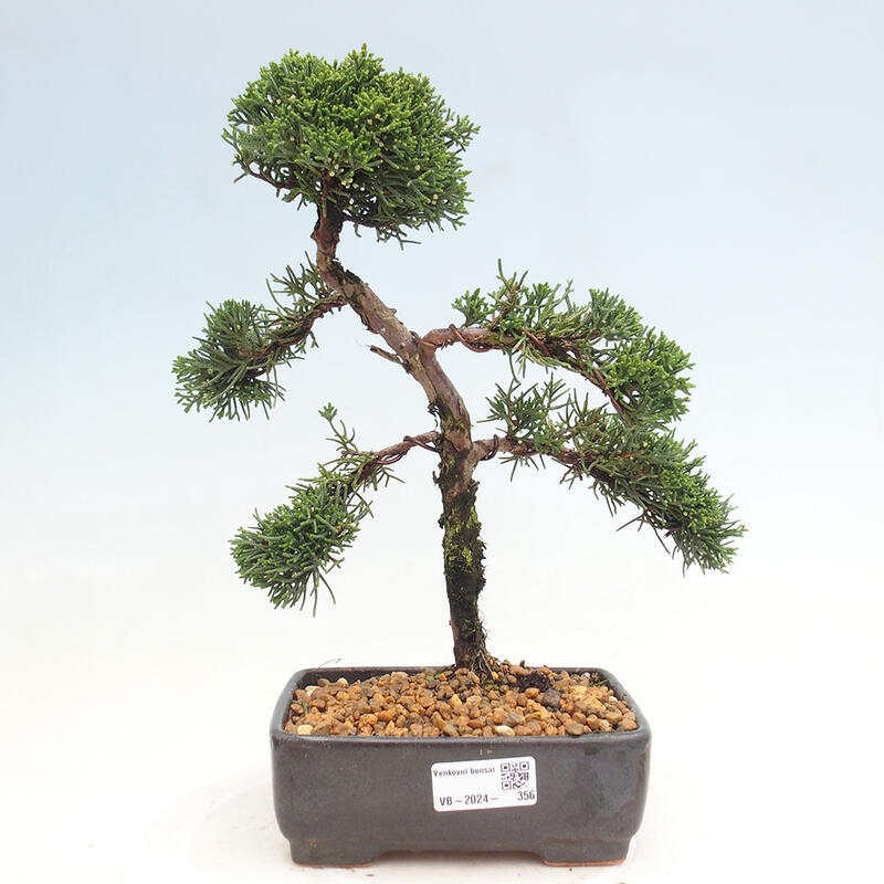 Outdoor bonsai - Juniperus chinensis Kishu - Chinese juniper