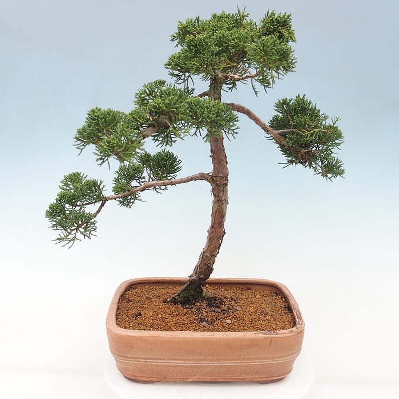 Outdoor bonsai - Juniperus chinensis Kishu - Chinese juniper