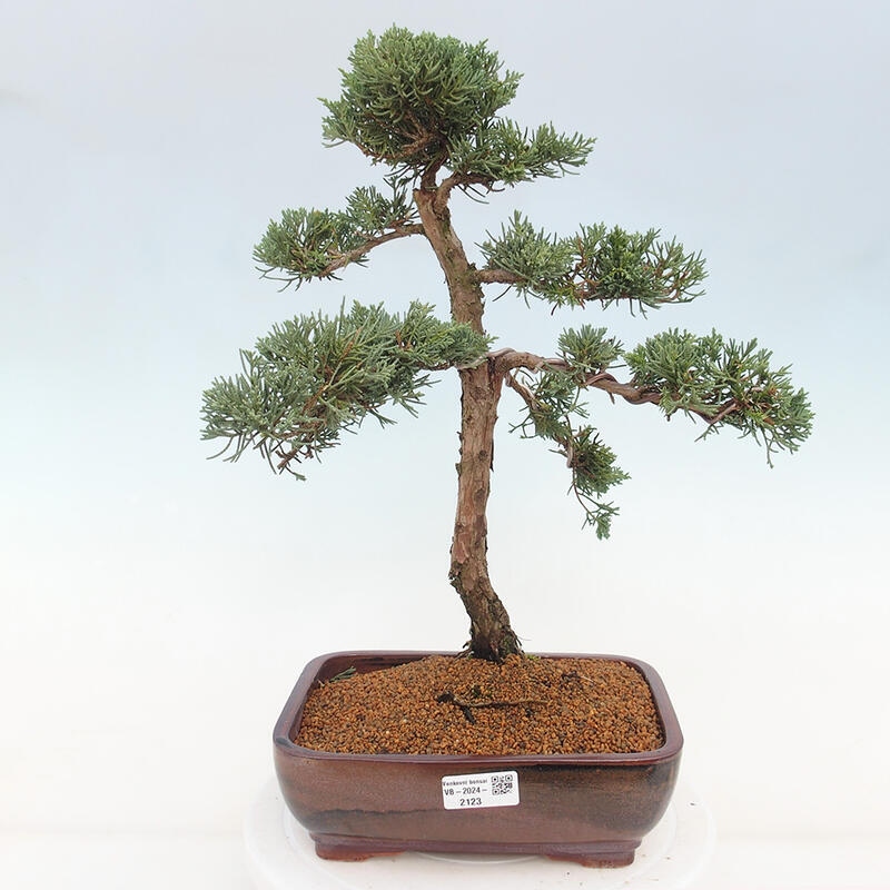 Outdoor bonsai - Juniperus chinensis Kishu - Chinese juniper