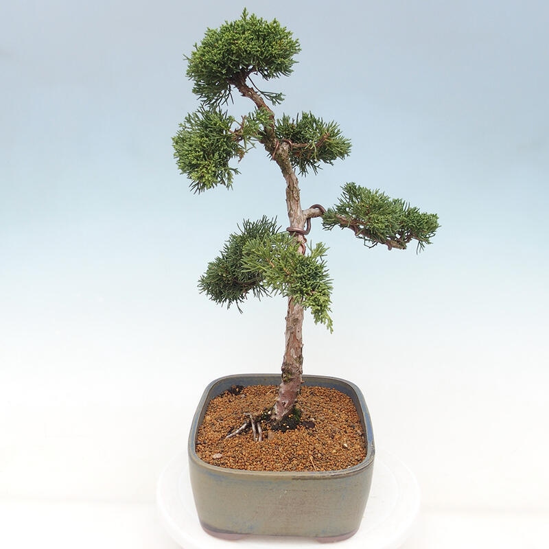 Outdoor bonsai - Juniperus chinensis Kishu - Chinese juniper