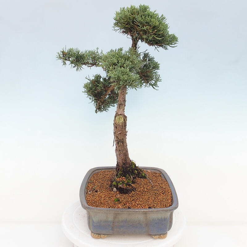 Outdoor bonsai - Juniperus chinensis Kishu - Chinese juniper