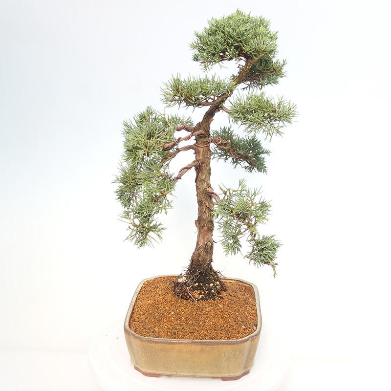 Outdoor bonsai - Juniperus chinensis Kishu - Chinese juniper