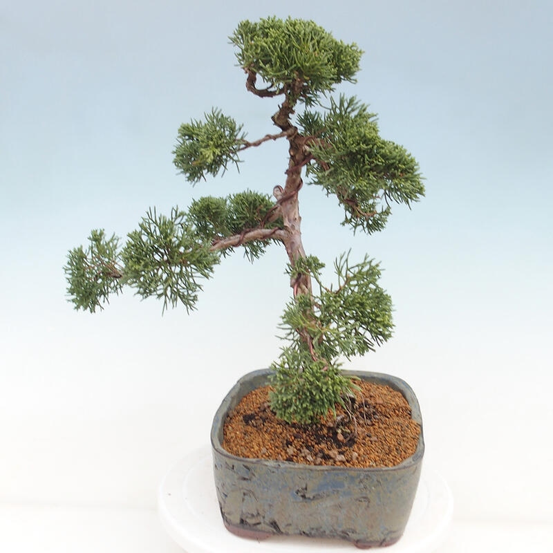 Outdoor bonsai - Juniperus chinensis Kishu - Chinese juniper