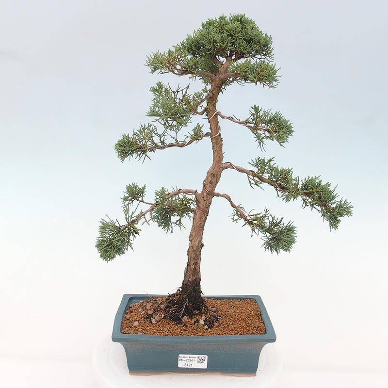 Outdoor bonsai - Juniperus chinensis Kishu - Chinese juniper