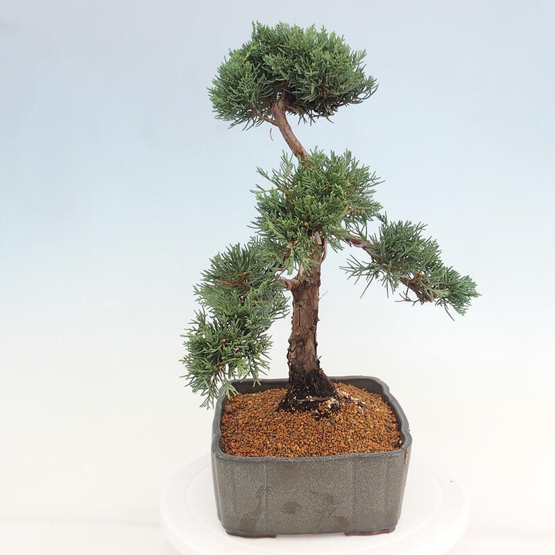 Outdoor bonsai - Juniperus chinensis Kishu - Chinese juniper