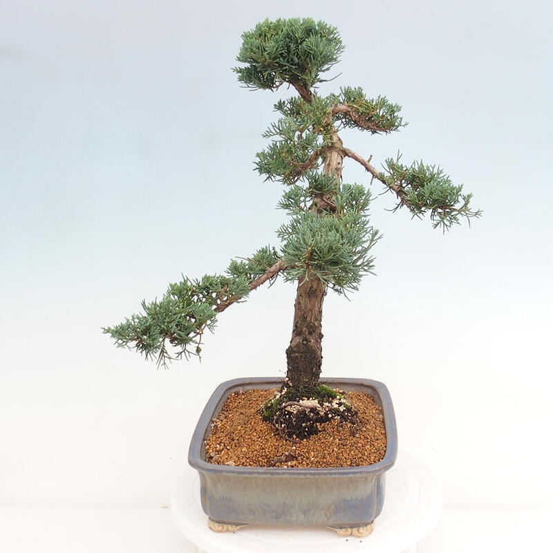 Outdoor bonsai - Juniperus chinensis Kishu - Chinese juniper