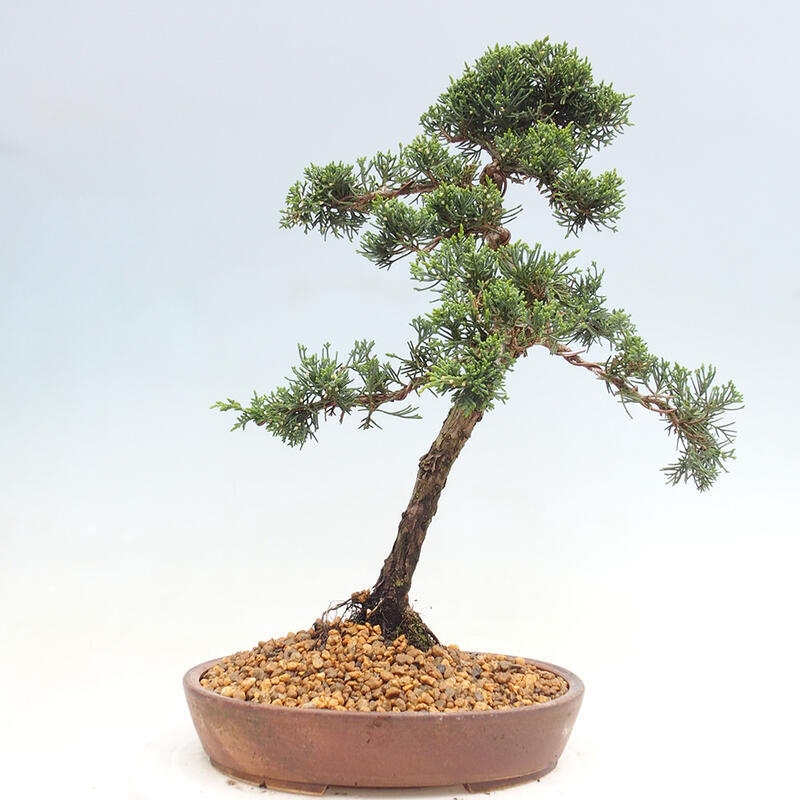 Outdoor bonsai - Juniperus chinensis Kishu - Chinese juniper