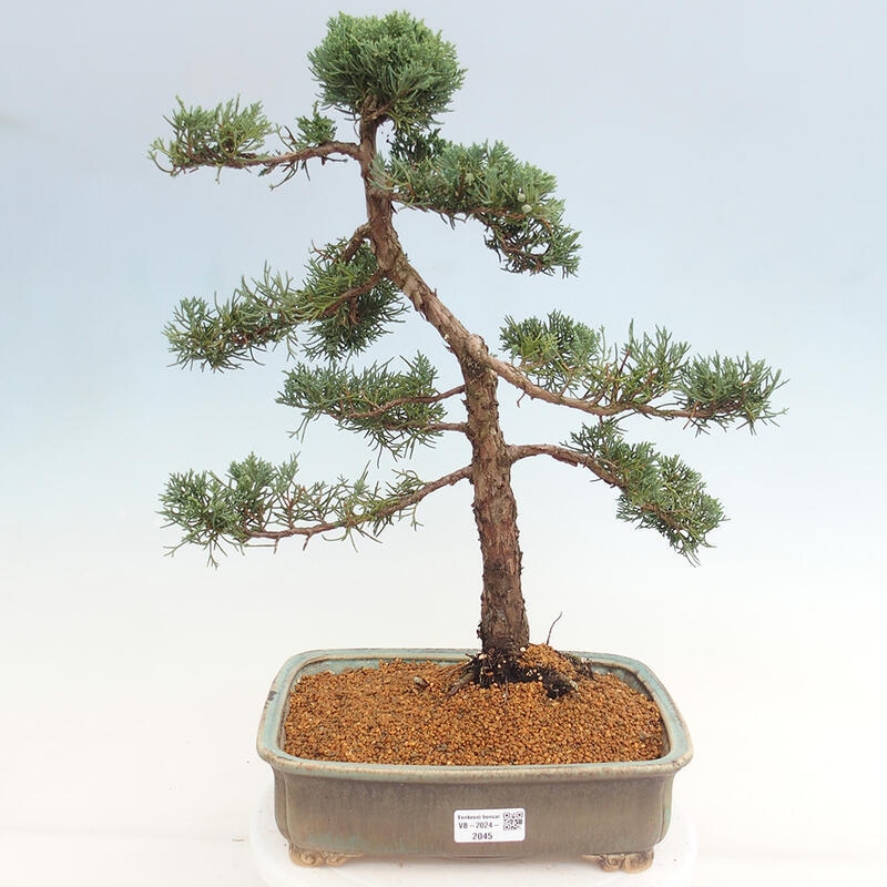 Outdoor bonsai - Juniperus chinensis Kishu - Chinese juniper