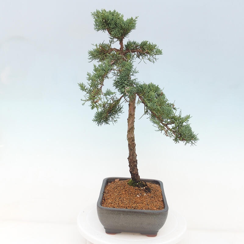 Outdoor bonsai - Juniperus chinensis Kishu - Chinese juniper