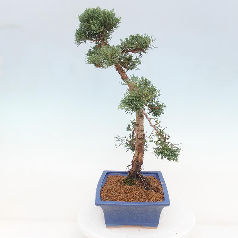 Outdoor bonsai - Juniperus chinensis Kishu - Chinese juniper