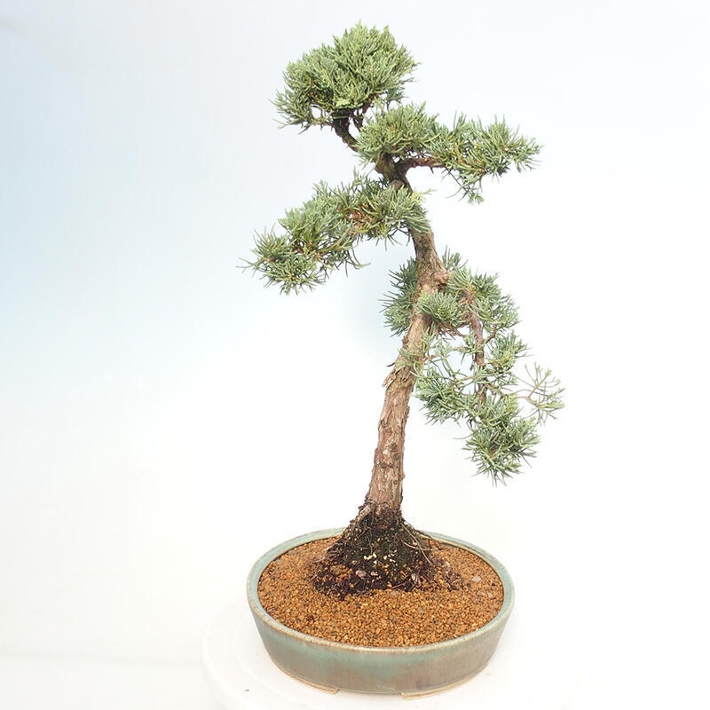 Outdoor bonsai - Juniperus chinensis Kishu - Chinese juniper