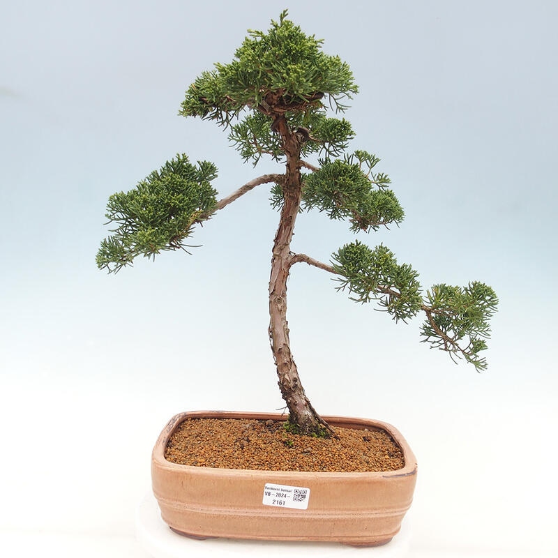 Outdoor bonsai - Juniperus chinensis Kishu - Chinese juniper