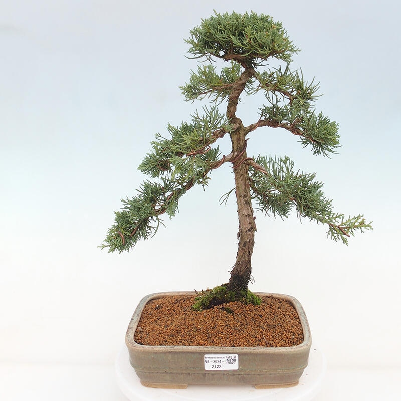 Outdoor bonsai - Juniperus chinensis Kishu - Chinese juniper