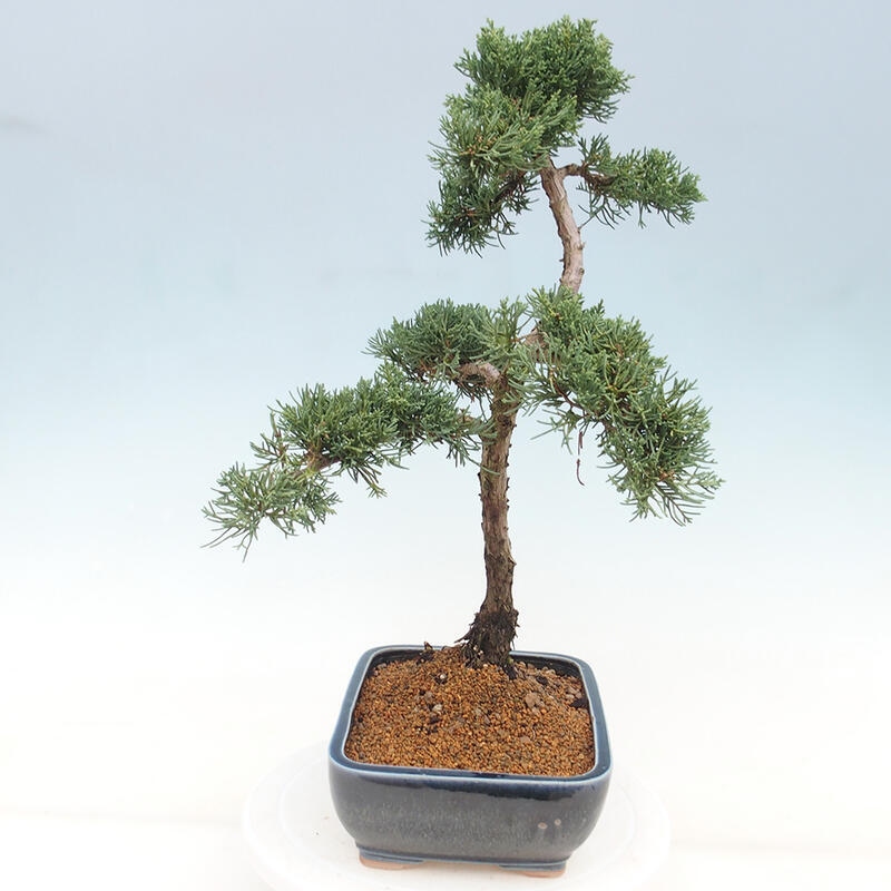 Outdoor bonsai - Juniperus chinensis Kishu - Chinese juniper