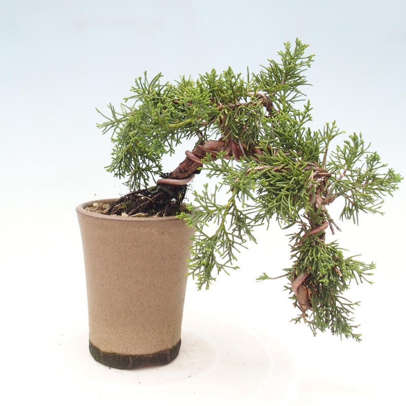 Outdoor bonsai - Juniperus chinensis Kishu - Chinese juniper