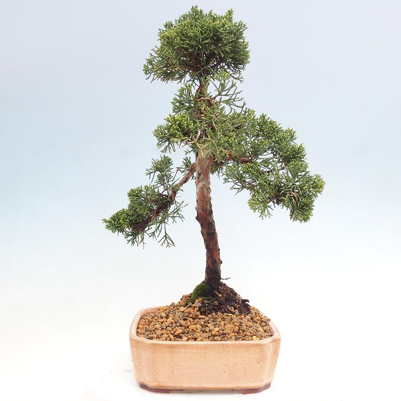 Outdoor bonsai - Juniperus chinensis Kishu - Chinese juniper